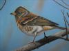 bird-painting-124