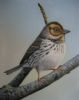 bird-painting-125