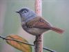 bird-painting-126