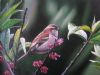 bird-painting-128