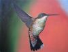 bird-painting-130