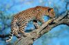 leopard-painting-014