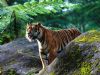 tiger-painting-013