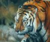 tiger-painting-021