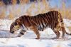tiger-painting-023