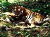 tiger-painting-026