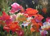 impressionism-flower-paintings-006