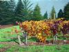 vineyard-painting-040